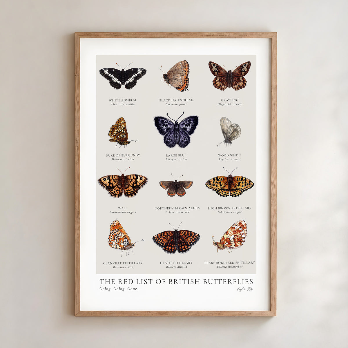 Threatened British Butterfly Specimen Chart Fine Art Print