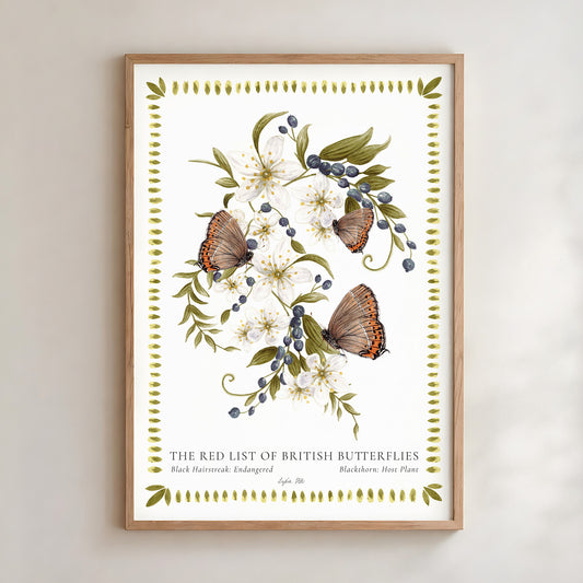 Black Hairstreak Butterfly & Blackthorn Fine Art Print