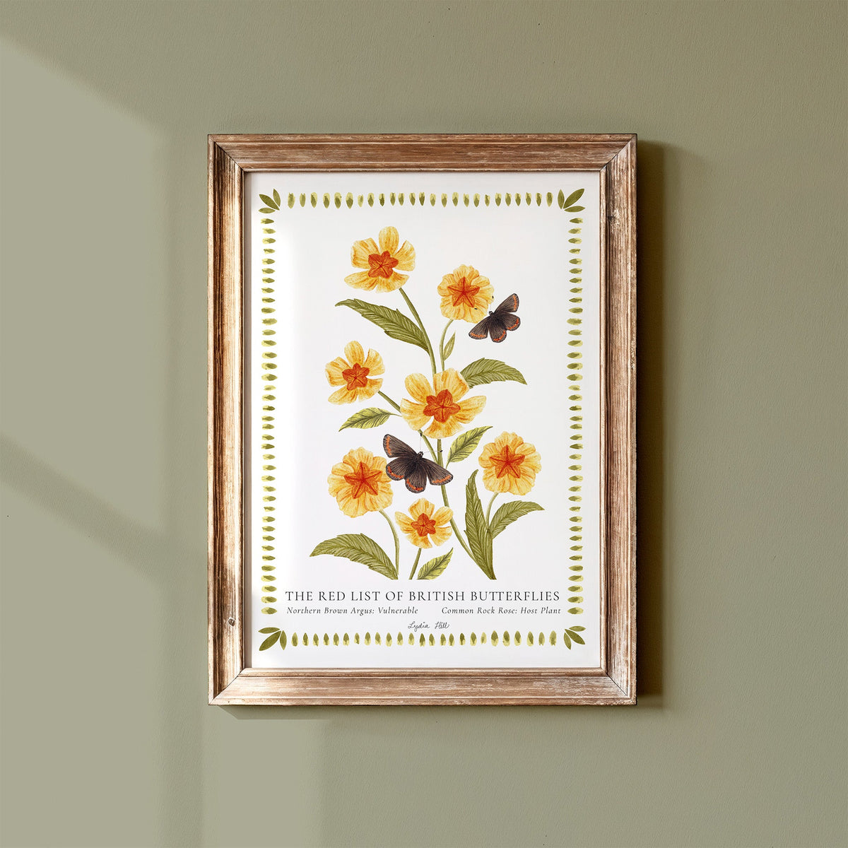 Northern Brown Argus British Butterfly, Heritage Fine Art Archival Print - Lydia Hill Designs