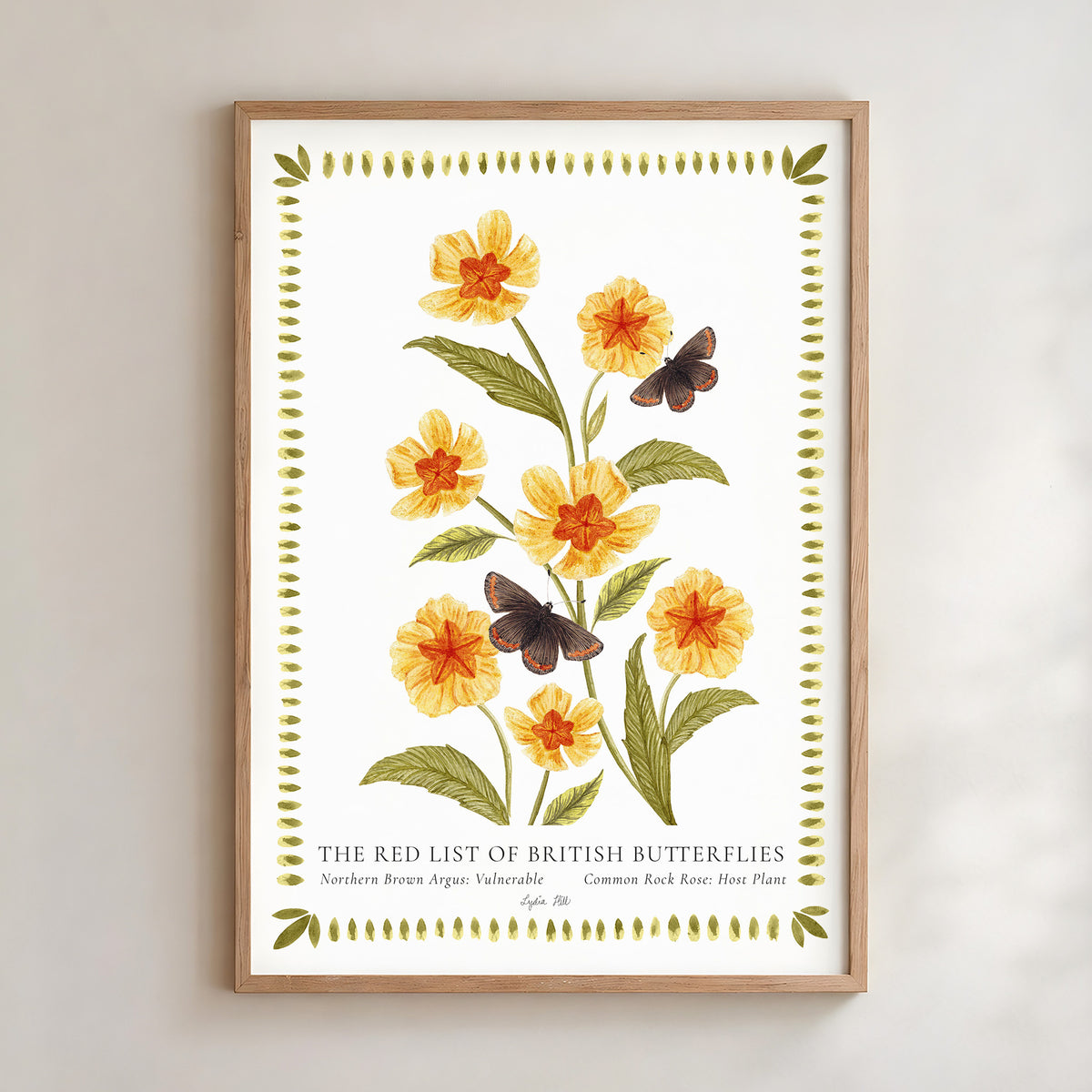 Northern Brown Argus Butterfly & Rock Rose Fine Art Print
