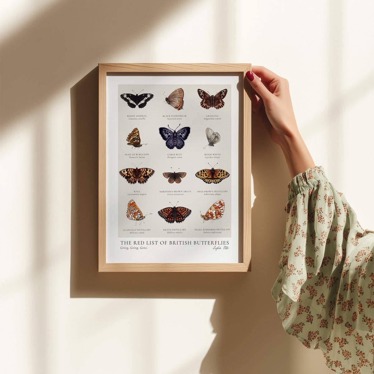 Scientific Endangered British Butterflies Fine Art Print - Lydia Hill Designs