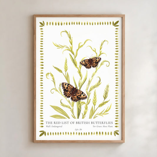 Wall Butterfly & Tor Grass Fine Art Print