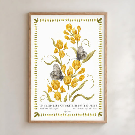 Wood White Butterfly & Meadow Vetchling Fine Art Print